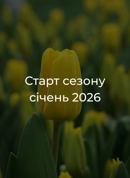 Тюльпани tiulpany-hurtom-sezon-zakrytyj