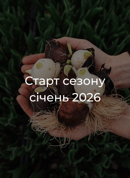 Цибулини тюльпанів після вигонки tsybulyny-pislya-vyhonky-sezon-zakrytyj