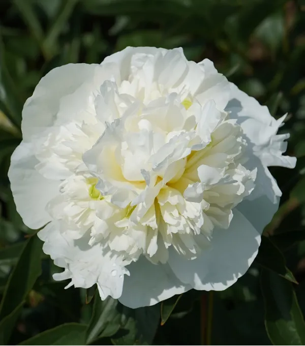 pivonia-duchesse-de-nemours