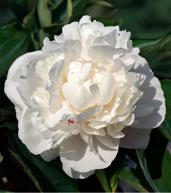 pion-gardenia