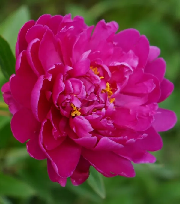 karl-rosenfield-pion