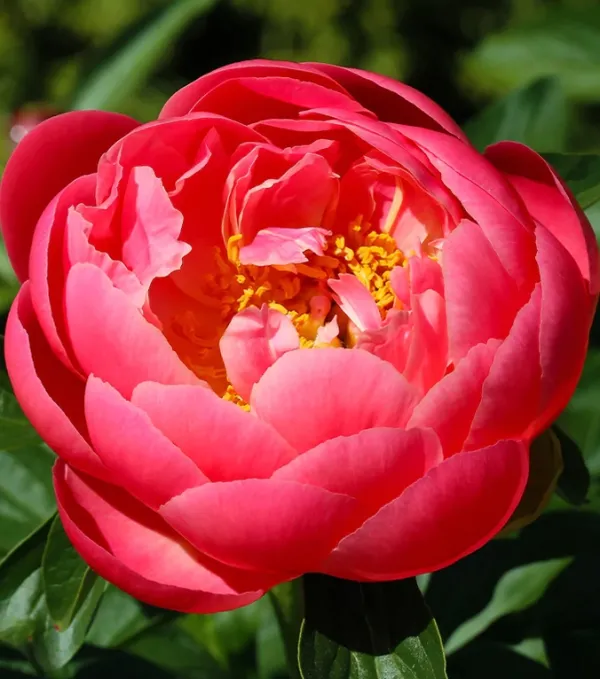 pivoniya-coral-charm-korenevishche