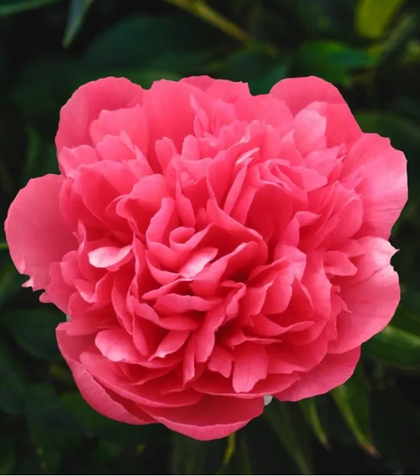 paeonia-lorelei