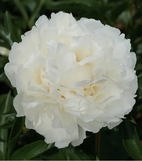 pivonija-snow-princess