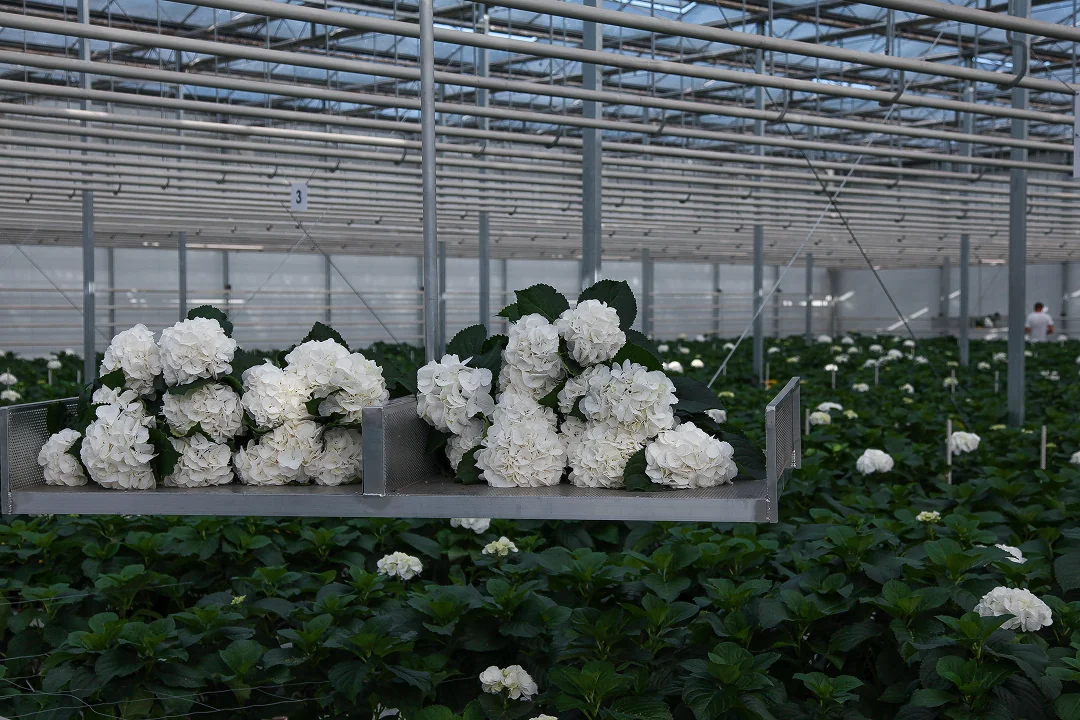 rai-flora-ukrayinskiy-vyrobnyk-kvitiv